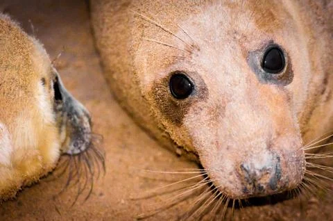 Seals lying on the beach at Donna Nook Seal Colony, UK Stock Photos