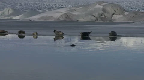 Seals lying on edge of ice flow in Iceland Stock Footage 1113507