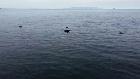 Seals Lying On The Rock Aerial View, Ireland Stock Footage 207467604