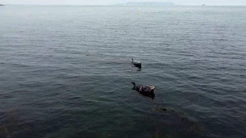 Seals Lying On The Rock Aerial View, Ireland Stock Footage 207468077
