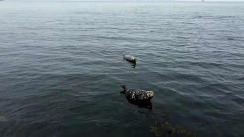 Seals Lying On The Rock Aerial View, Ireland Stock Footage 209150098