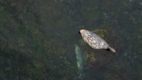 Seals Lying On The Rock Aerial View, Ireland Stock Footage 209150744