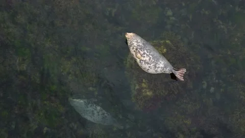 Seals Lying On The Rock Aerial View, Ireland Stock Footage 209151526