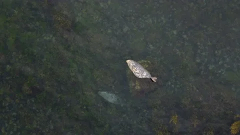 Seals Lying On The Rock Aerial View, Ireland Stock Footage 209151684