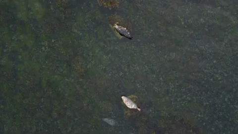 Seals Lying On The Rock Aerial View, Ireland Stock Footage 209152864