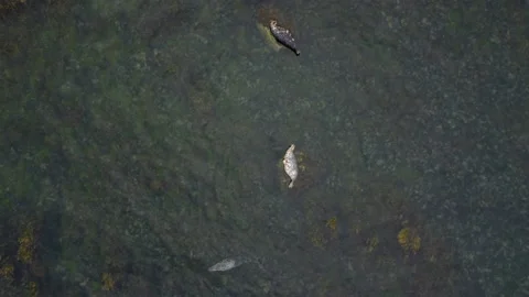 Seals Lying On The Rock Aerial View, Ireland Stock Footage 209152996