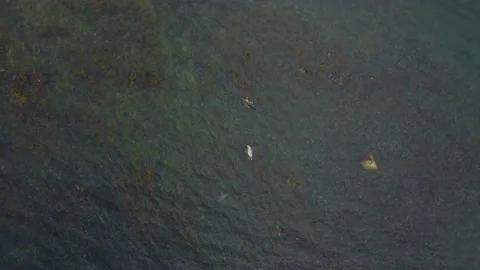 Seals Lying On The Rock Aerial View, Ireland Stock Footage 209153312