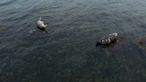 Seals Lying On The Rock Aerial View, Ireland Stock Footage 209153438