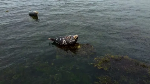 Seals Lying On The Rock Aerial View, Ireland Stock Footage 209153629