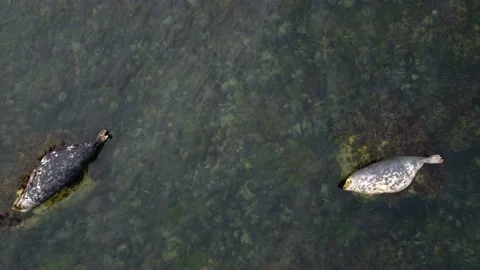 Seals Lying On The Rock Aerial View, Ireland Stock Footage 209153768
