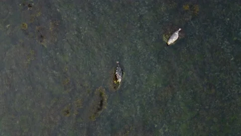 Seals Lying On The Rock Aerial View, Ireland Stock Footage 209154162