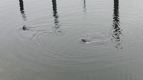 Seals in a Marina Stock Footage 116082151