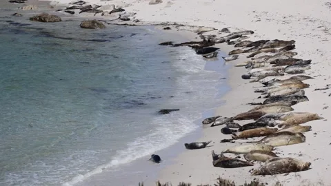 Seals on Monterey Bay 動画素材 200922179