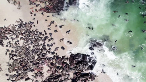 Seals in Namibia. The Cape fur seal colony at Cape Cross Stock Footage 278085824