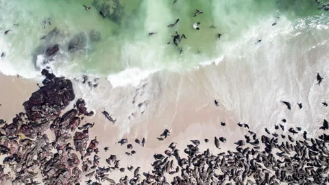 Seals in Namibia. The Cape fur seal colony at Cape Cross Video stock 278085827