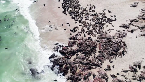 Seals in Namibia. The Cape fur seal colony at Cape Cross Video stock 278085842