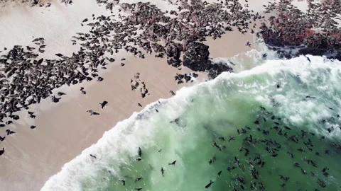 Seals in Namibia. The Cape fur seal colony at Cape Cross Video stock 278085880