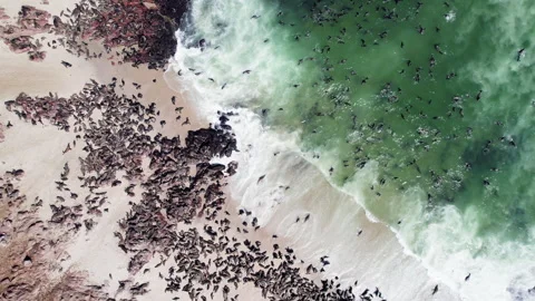 Seals in Namibia. The Cape fur seal colony at Cape Cross Video stock 278085893