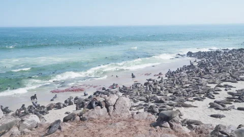 Seals in Namibia. The Cape fur seal colony at Cape Cross Stock Footage 278507243