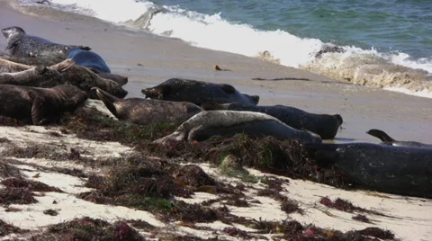 Seals near water's edge Stock Footage 32004751