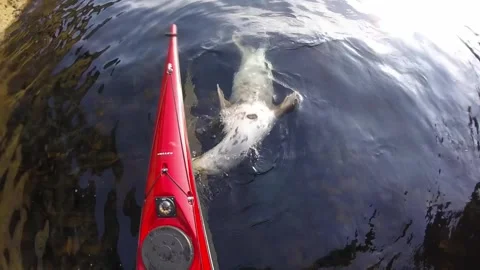 Seals New Toy Stock Footage 263053878