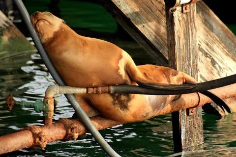 Seals Pause Stock Photos