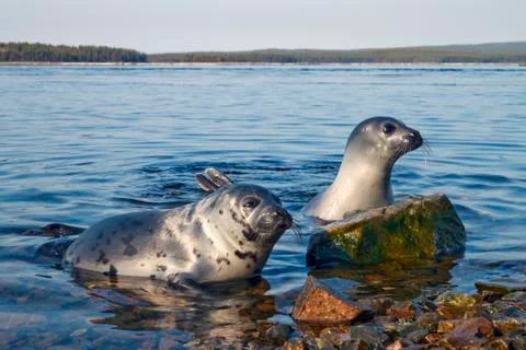 Seals Stock Photos