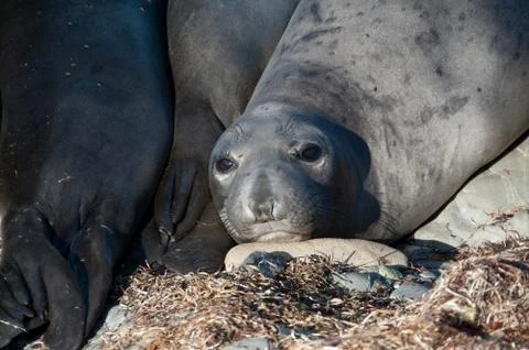 Seals Stock Photos