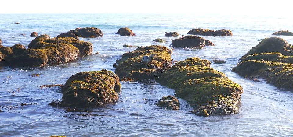 Seals Stock Photos
