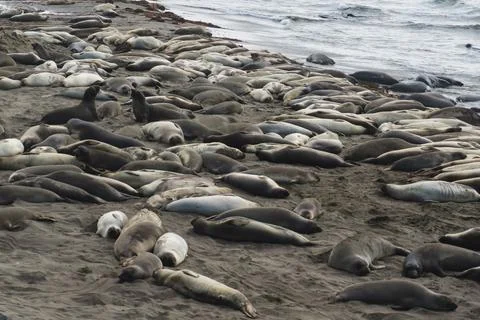 Seals Stock Photos