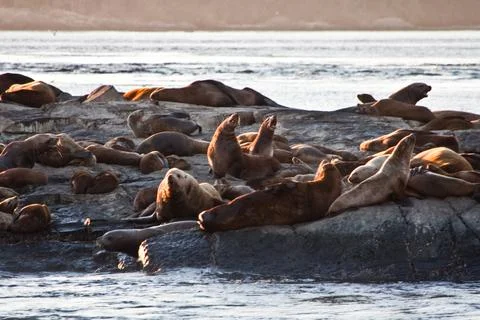 SEALS !! Stock Photos