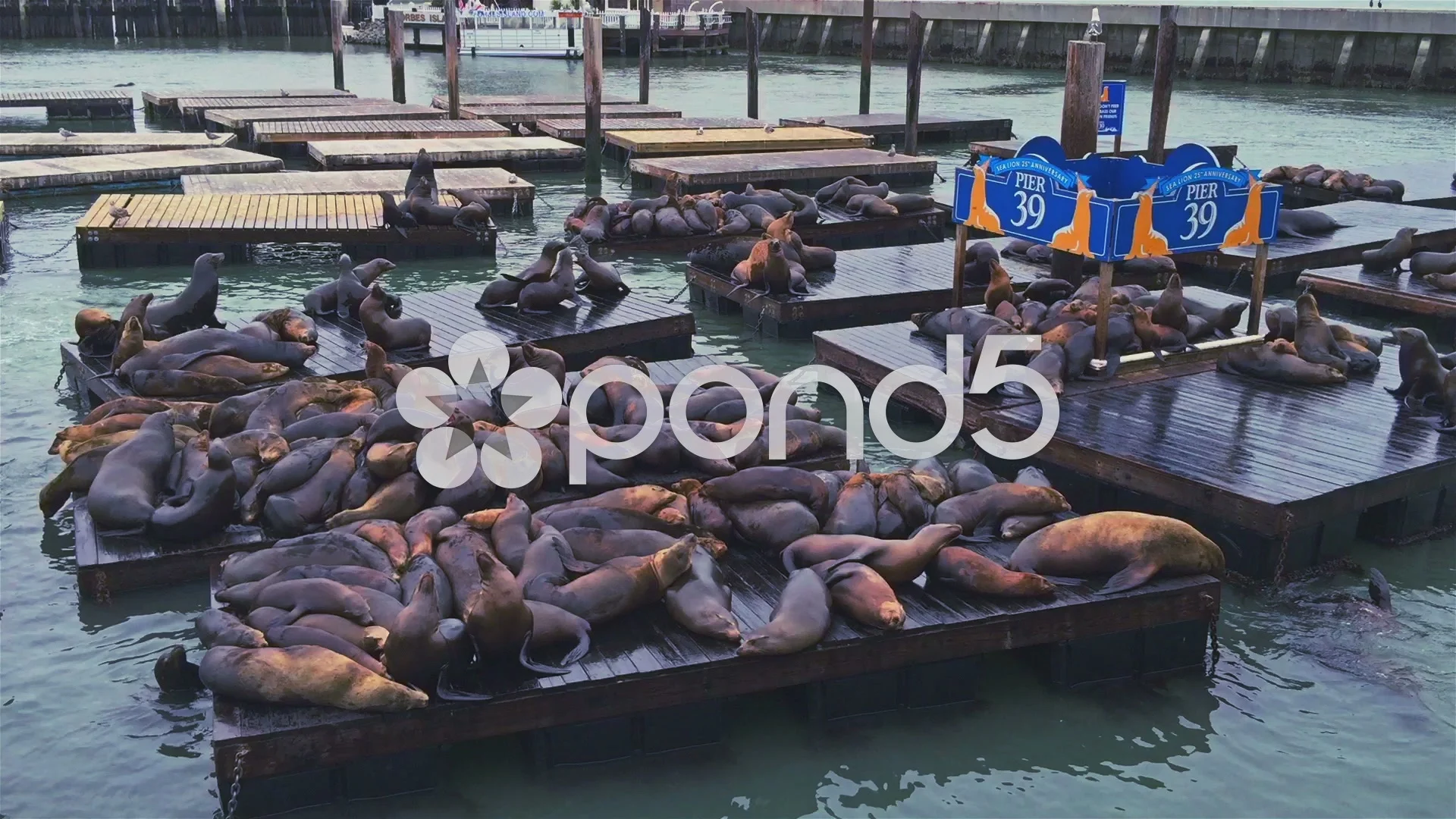 Big boy' sea lion spotted on San Francisco's Pier 39