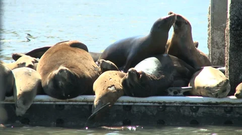 Seals on a Pier 動画素材 1078405