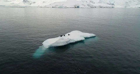 Seals playing on iceberg Stock Footage 99804233