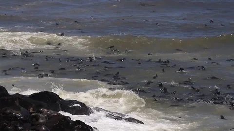 Seals playing in the ocean at Cape Cross Vídeo Stock 76793600