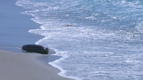 Seals Playing in the Ocean, La Jolla, California (Slow Motion) Stock Footage 112842301