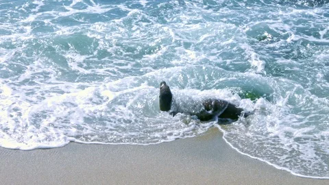 Seals Playing in the Ocean, La Jolla, California (Slow Motion) Stock Footage 112842962
