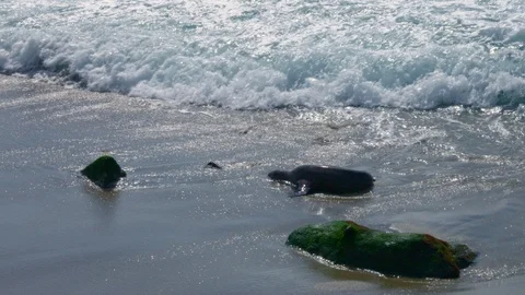 Seals Playing in the Ocean, La Jolla, California (Slow Motion) Stock Footage 112843496