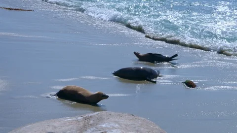 Seals Playing in the Ocean, La Jolla, California (Slow Motion) Stock Footage 112846800
