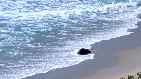 Seals Playing in the Ocean, La Jolla, California (Slow Motion) Stock Footage 112858378