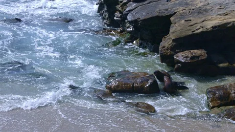 Seals Playing in the Ocean, La Jolla, California (Slow Motion) Stock Footage 112859994