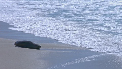 Seals Playing in the Ocean, La Jolla, California (Slow Motion) Stock Footage 112860148