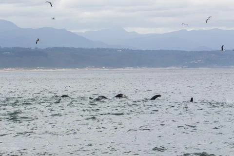 Seals playing in the ocean. Stock Photos