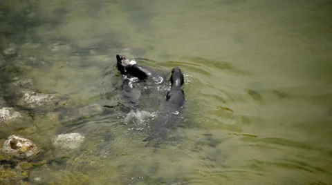 Seals playing in the Ocean - Point Reyes Stock Footage 24836705