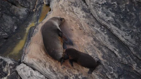 Seals playing in the rocks @ Kangaroo Island 7 스톡 동영상 159070880
