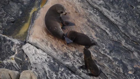 Seals playing in the rocks @ Kangaroo Island 6 Stock Footage 159070895
