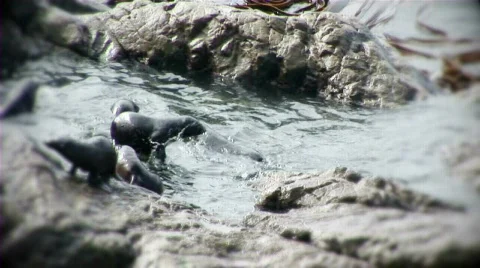 Seals pool Stock Footage 660052