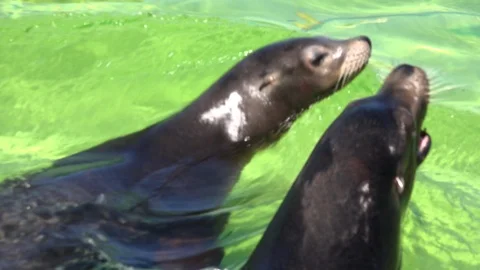 Seals in a pool together 4K Video stock 92259806
