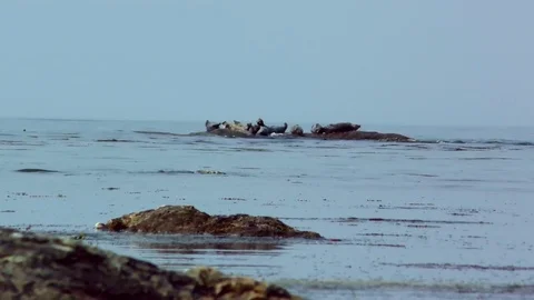 Seals on a reef Stock Footage 77457148