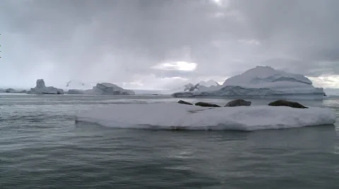 Seals relax on small flat berg, Antarctica Stock Footage 34312483